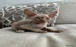Devon Rex cats for sale: TICA Registered- Lilac Devon Rex Kittens - Image 24