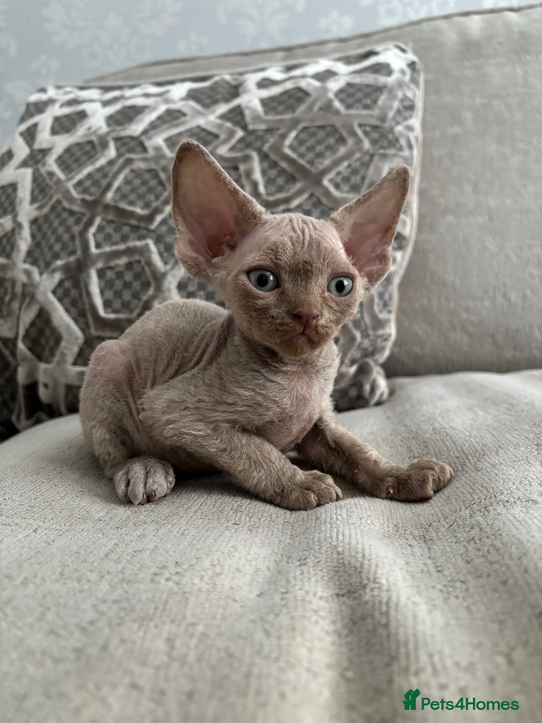 Devon Rex cats for sale: TICA Registered- Lilac Devon Rex Kittens - Image 24