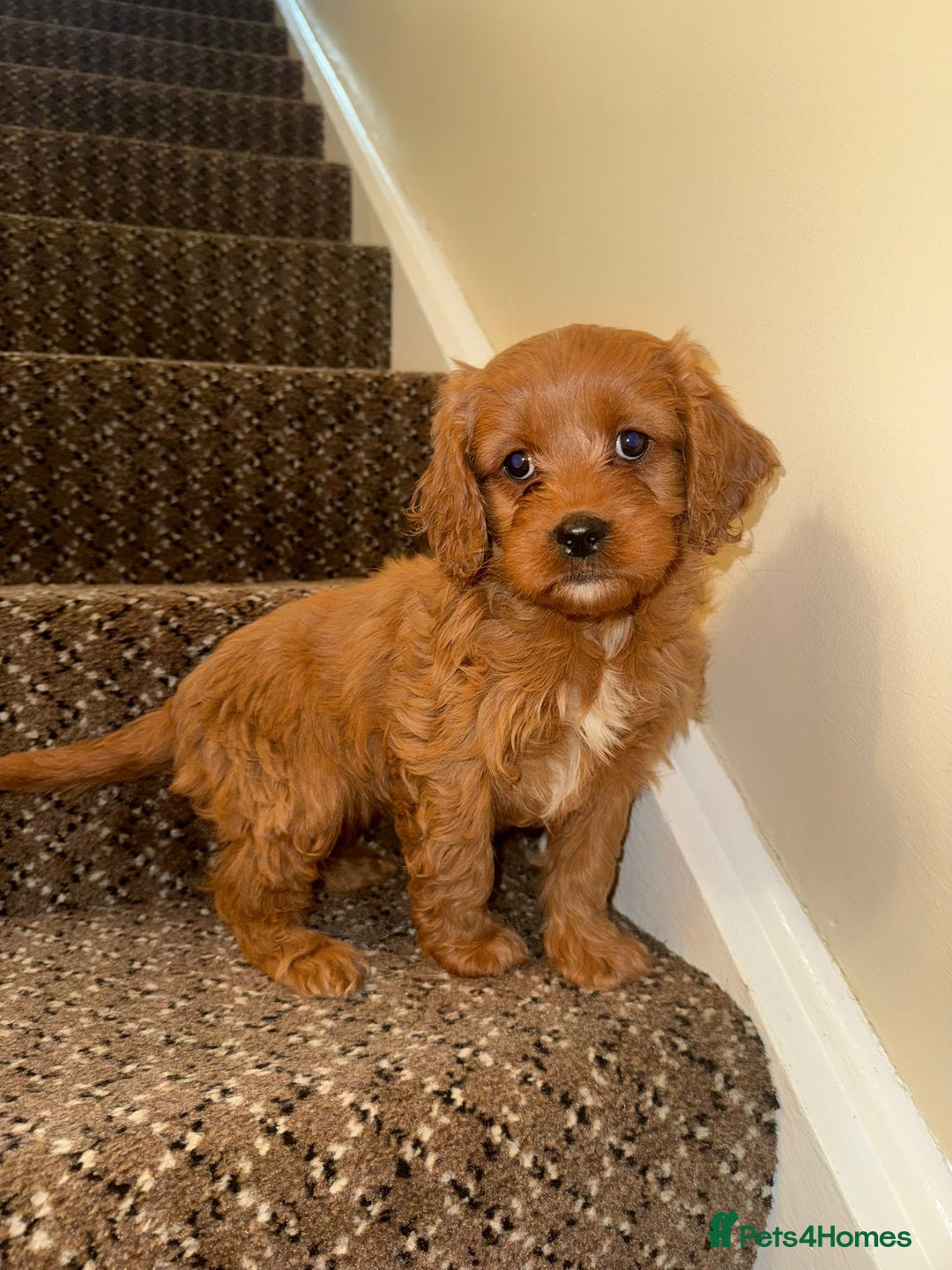 Cavapoo dogs for sale: Cavapoo Puppies - Advert 6