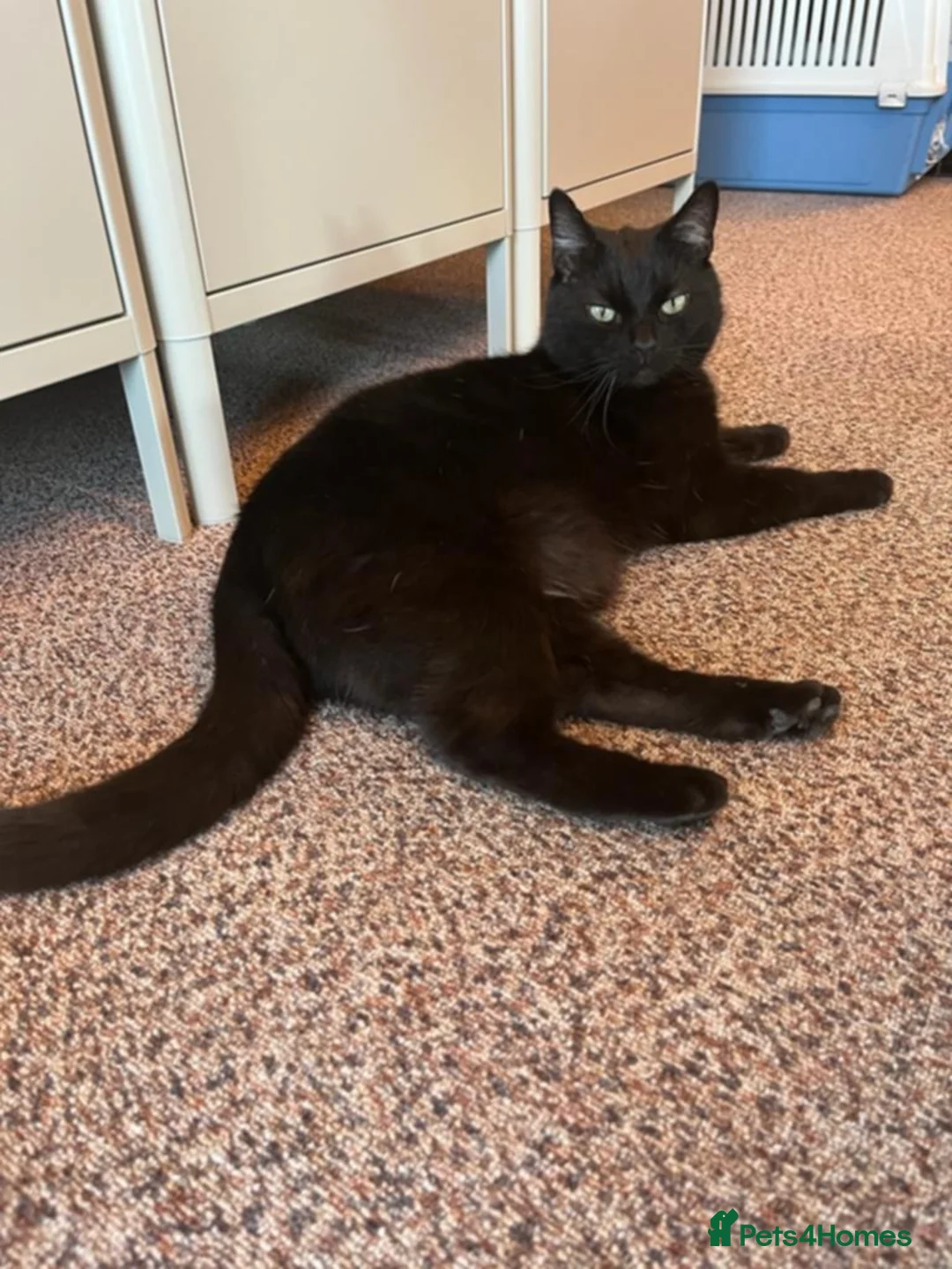 Domestic Shorthair cats for sale: Jaguar needs a new home - Advert 12