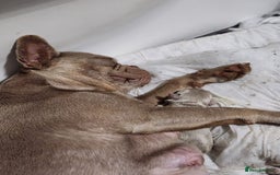 French Bulldog dogs for sale: Frenchie for rehoming  - Image 4