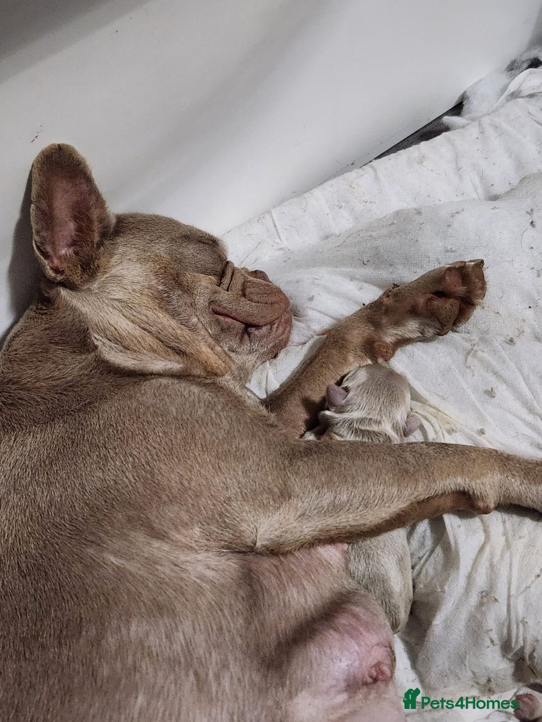 French Bulldog dogs for sale: Frenchie for rehoming  - Image 4