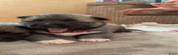 Akita dogs for sale: Akita pups  in Leek - Advert 8