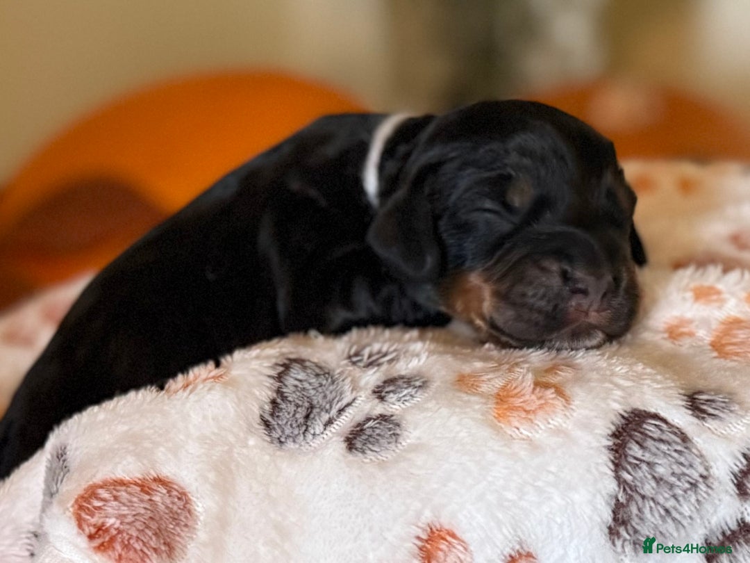 Cocker Spaniel dogs for sale: Stunning 5 Star KC  Show Cocker Spaniels - Image 10