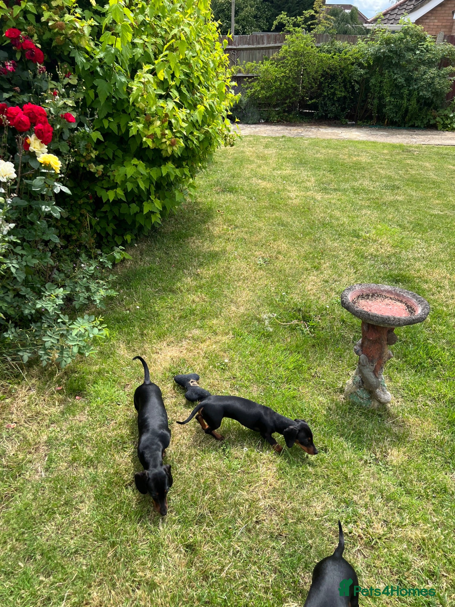 Miniature Dachshund dogs KC MINI DACHSHUND BLACK TAN GIRLS - Advert 2