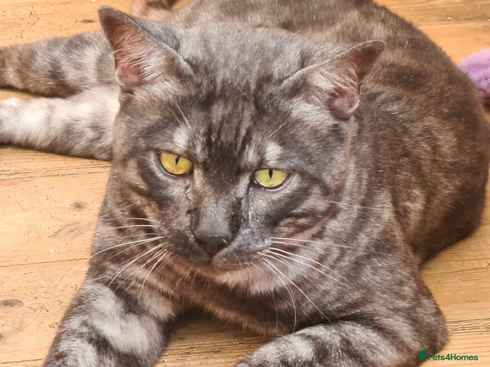 Bengal cats Unique Black Smoke Bengal stud boy - Advert 5