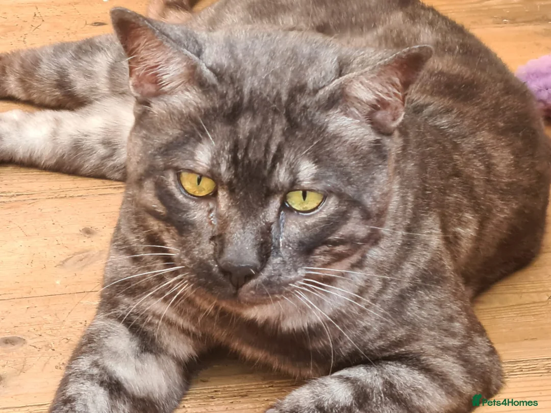 Bengal cats for stud: Unique Black Smoke Bengal stud boy - Advert 1