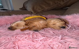 Cavapoo dogs for sale: Toy cavapoo  - Image 4