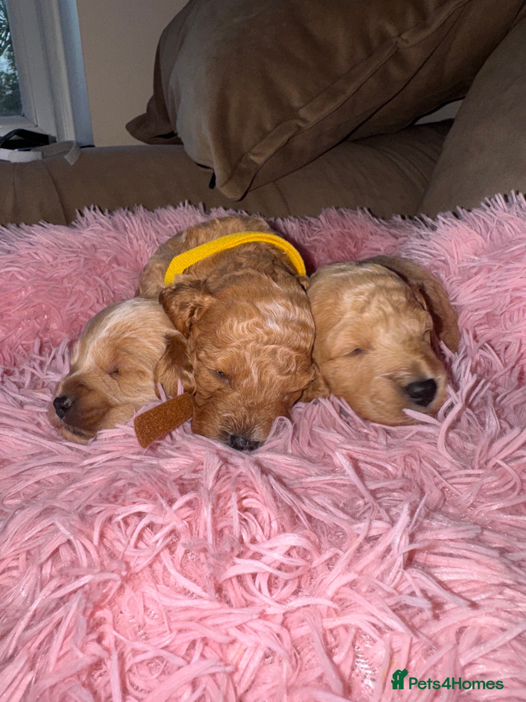 Cavapoo dogs for sale: Toy cavapoo  - Image 4