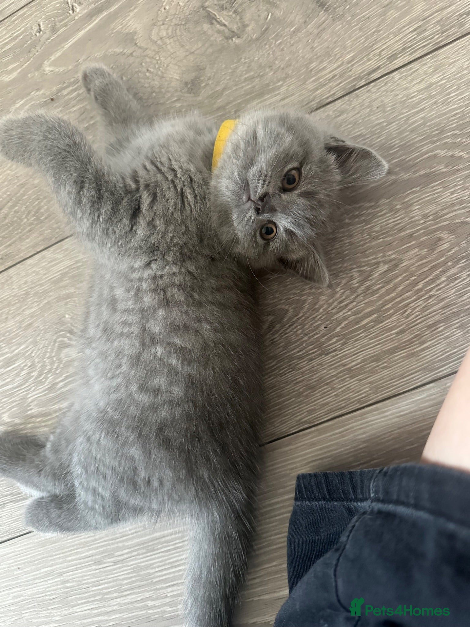 British Shorthair cats Bsh kittens blue ready to leave today reduced  - Advert 16