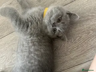 British Shorthair cats Bsh kittens blue ready to leave today reduced - Advert 16
