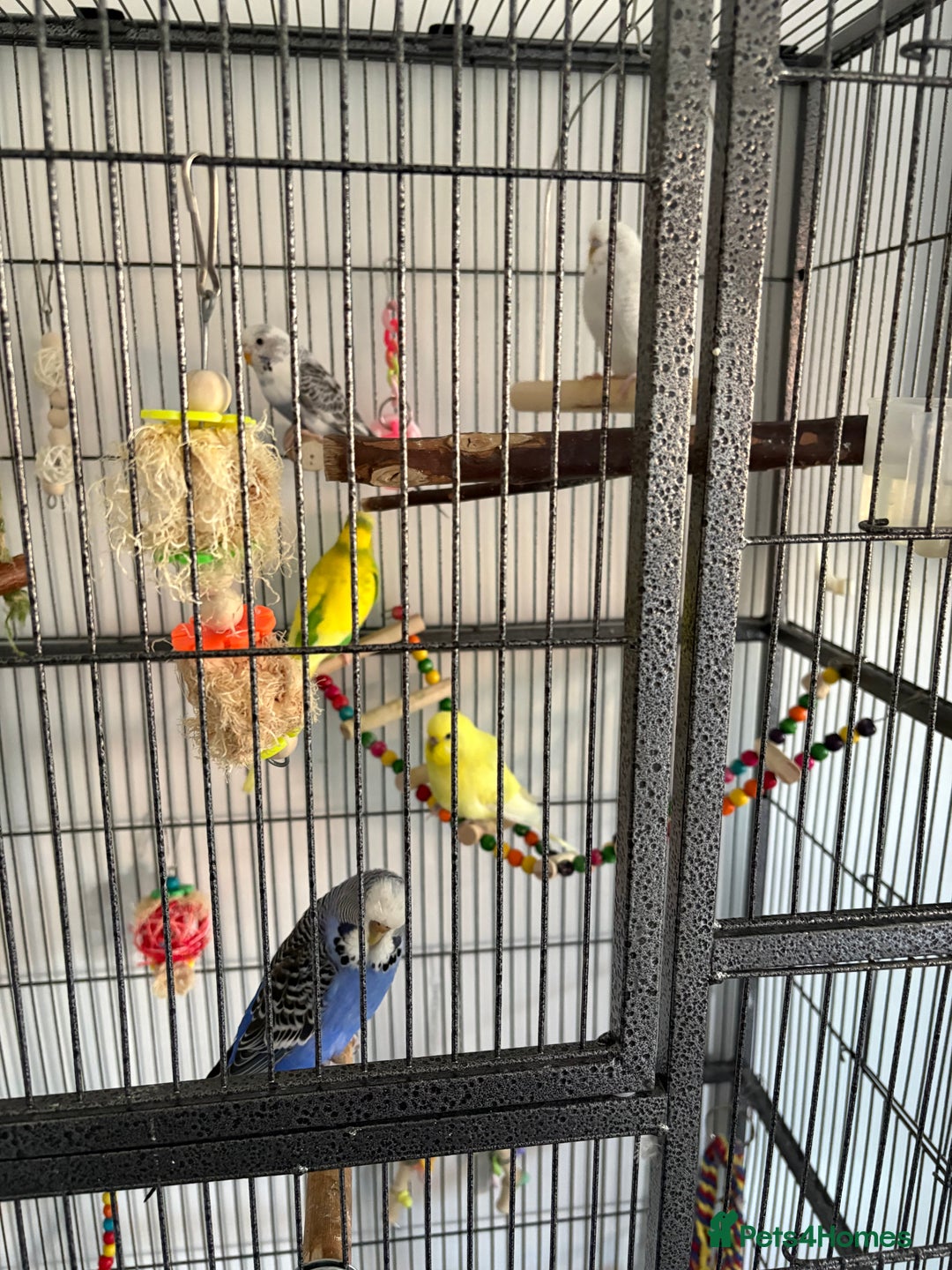 Budgerigars birds for sale: 5 budgies in need of rehoming with cage - Advert 5