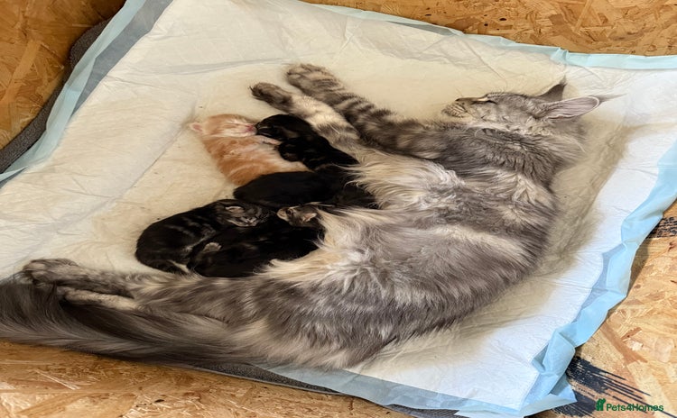 Maine Coon cats in Greenford - Advert 16
