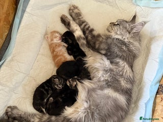 Maine Coon cats in Greenford - Advert 31