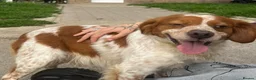 Brittany Spaniel dogs for adoption: Kiko, Brittany, aged 3 in Nottingham - Advert 11