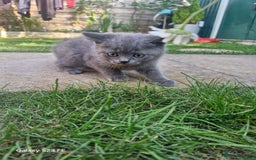 British Shorthair cats for sale: 5 British Shorthair kittens for sale - Image 9