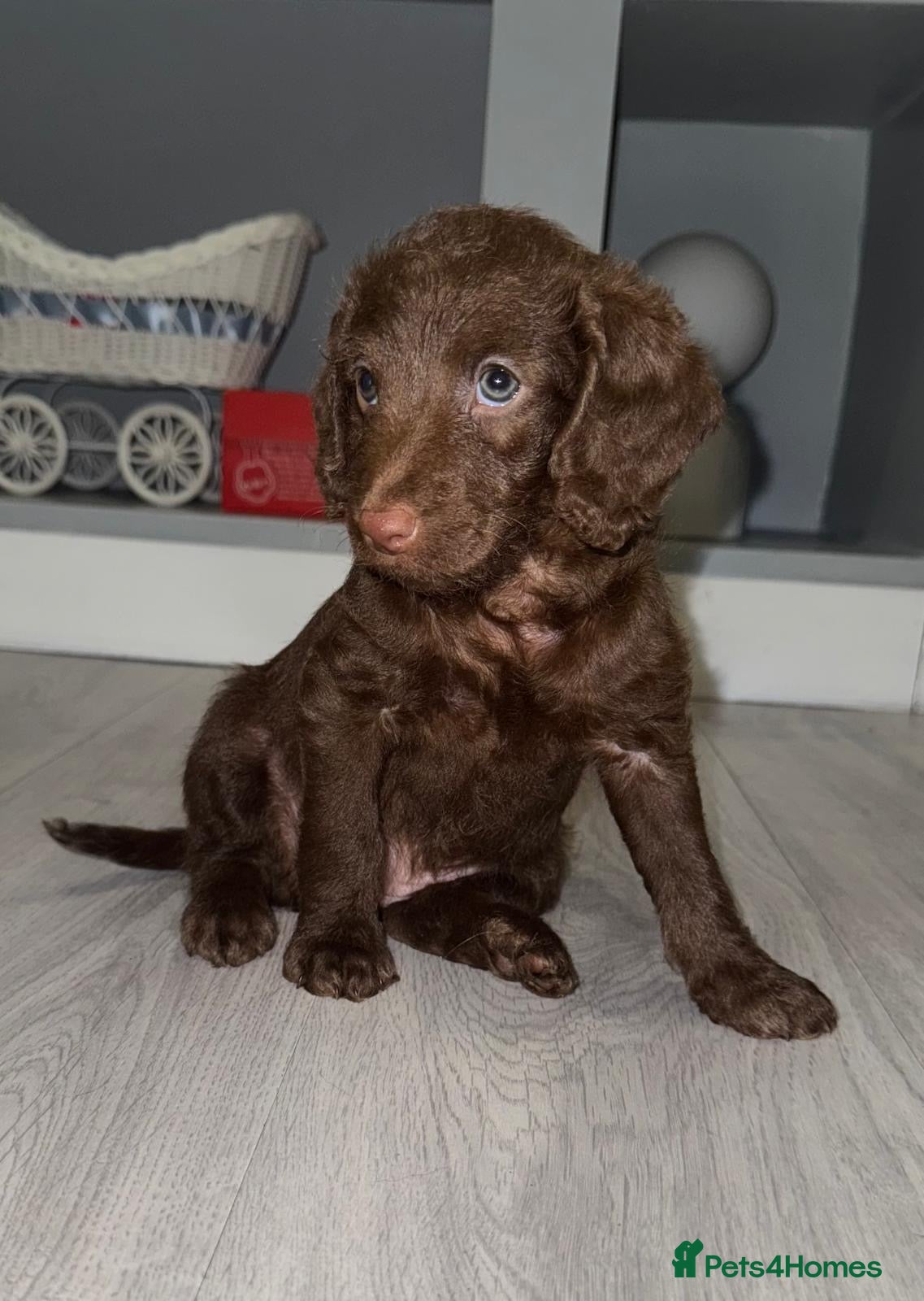 Labradoodle dogs Chocolate female labradoodle puppy - Advert 13