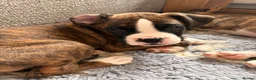 Boxer dogs for sale: 2 Boys remaining..... Bobtail Boxer Puppies - Advert 5