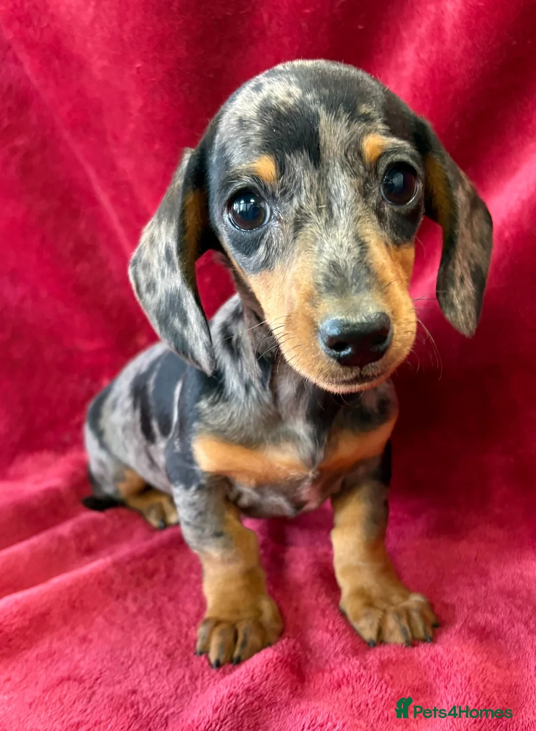 Miniature Dachshund dogs for sale: KC Reg*Non endorsed*Silver Dapple*Mini Dachshund in Newark - Advert 1