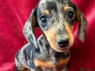 Miniature Dachshund dogs KC Reg*Non endorsed*Silver Dapple*Mini Dachshund - Advert 5
