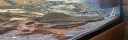 Plecos fish for sale: Pleco in Derby - Advert 4