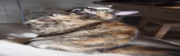 Maine Coon cats for sale: 3 maine coon kittens ready in Bury - Advert 8