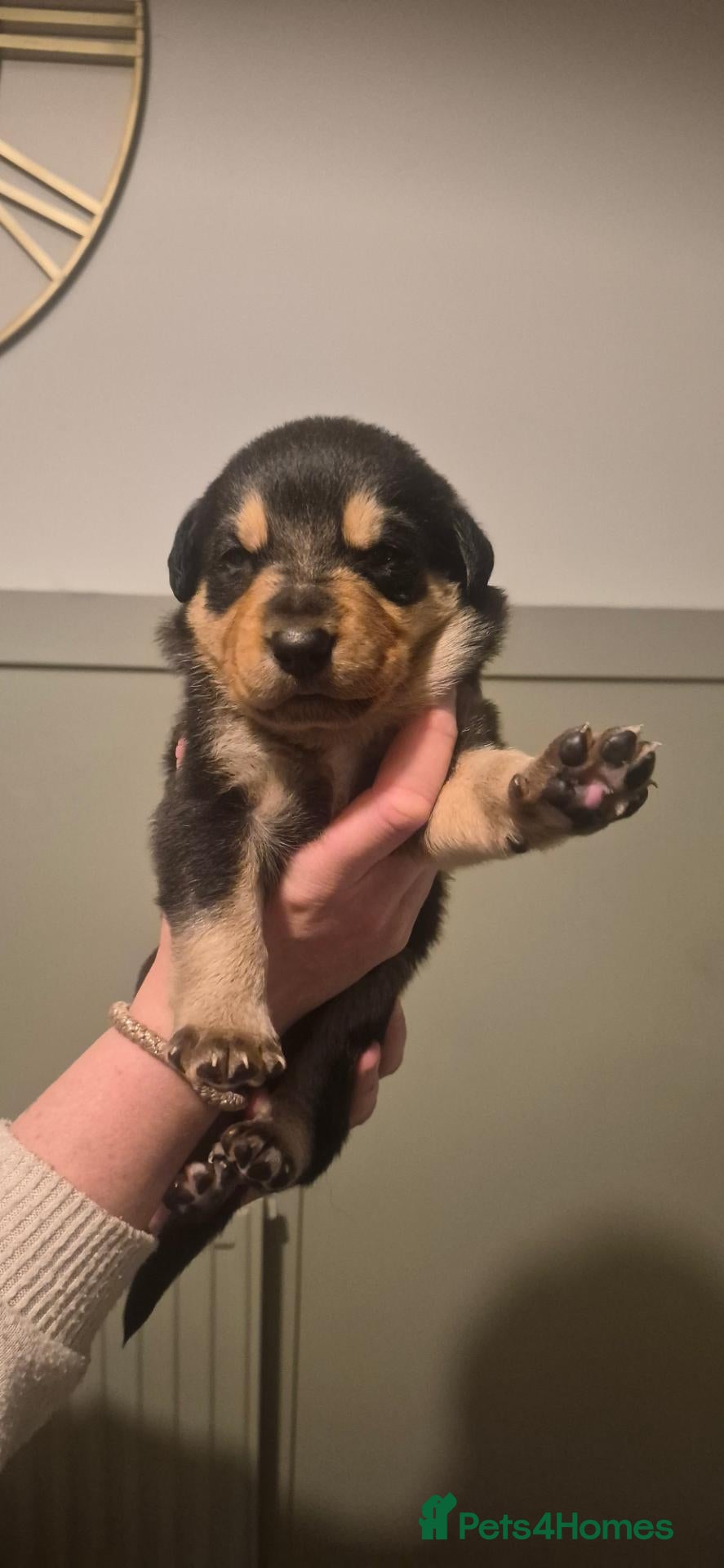 Borador dogs 7 Beautiful Labrador x Collie Puppies  - Advert 2