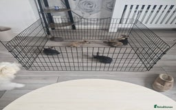 English rabbits for sale: Baby rabbits - Image 2