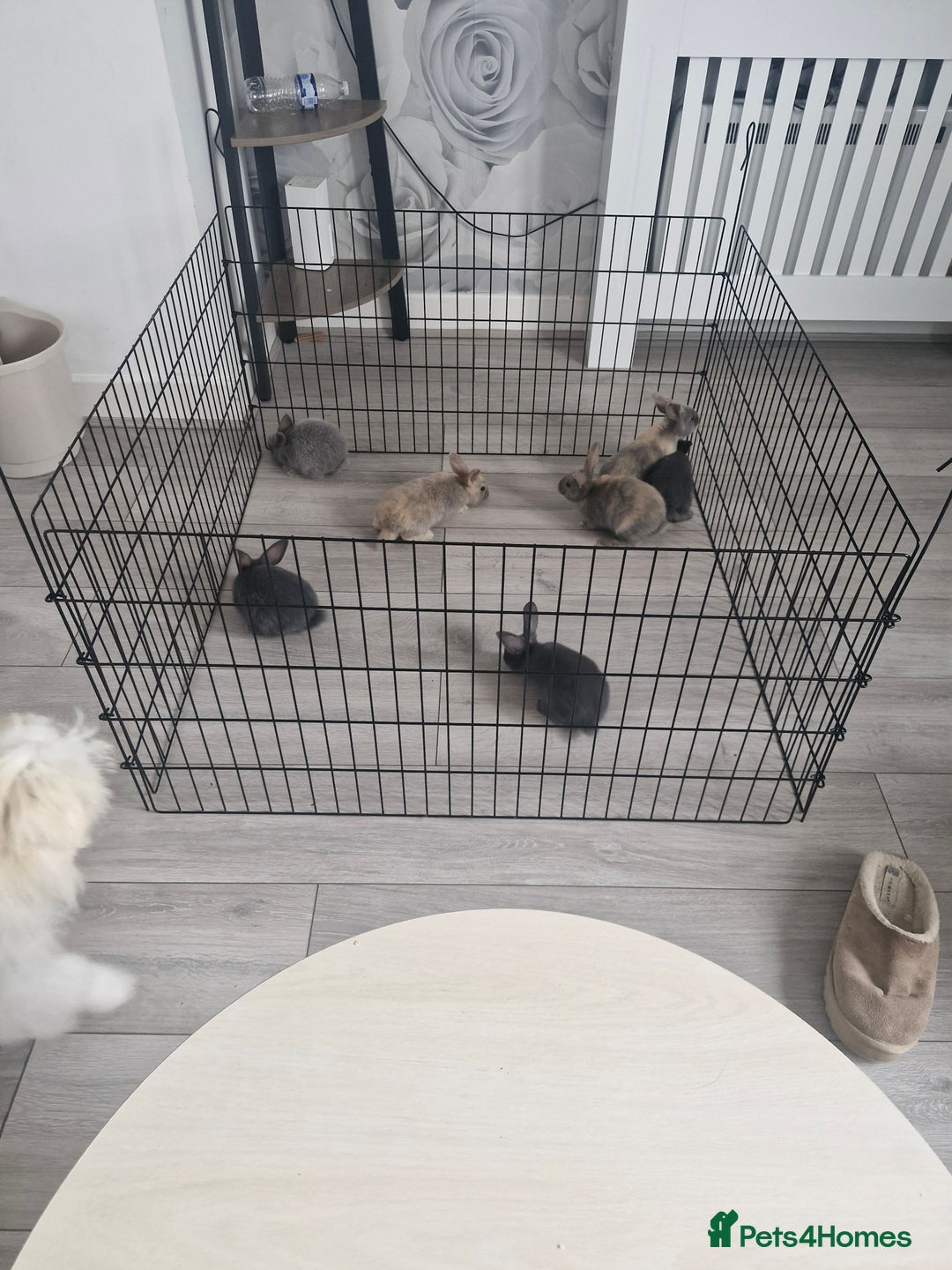 English rabbits for sale: Baby rabbits - Image 2
