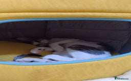 Mixed Breed cats for adoption: DANI - BUNDLE OF CUDDLES-FUN NEUTERED  - Image 4