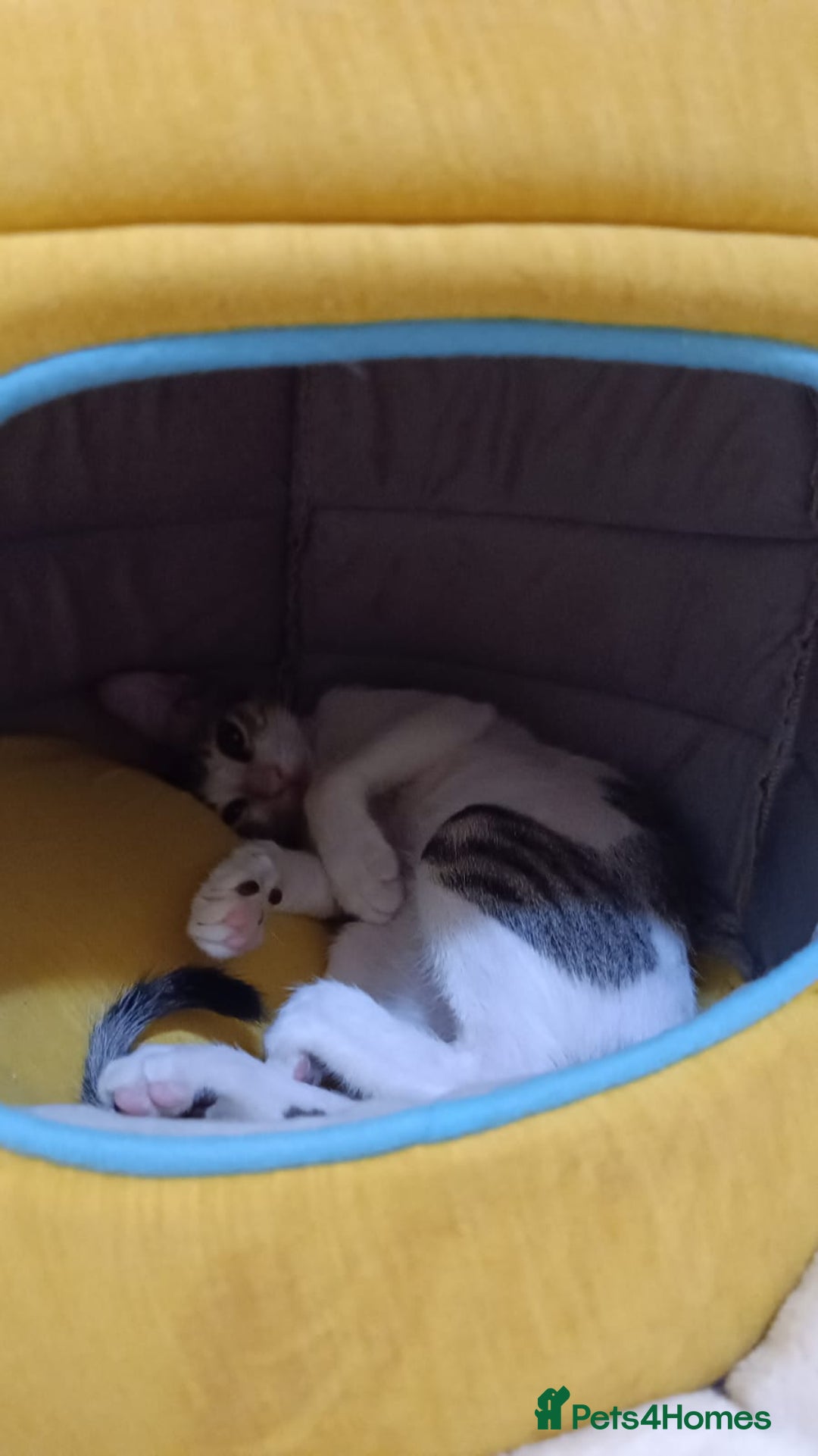 Mixed Breed cats for adoption: DANI - BUNDLE OF CUDDLES-FUN NEUTERED  - Image 4