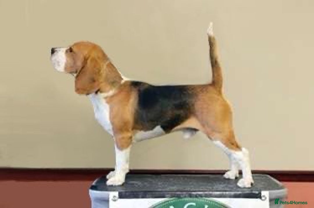 Beagle dogs for stud: Winner at Crufts 2025! in Tonbridge - Image 8