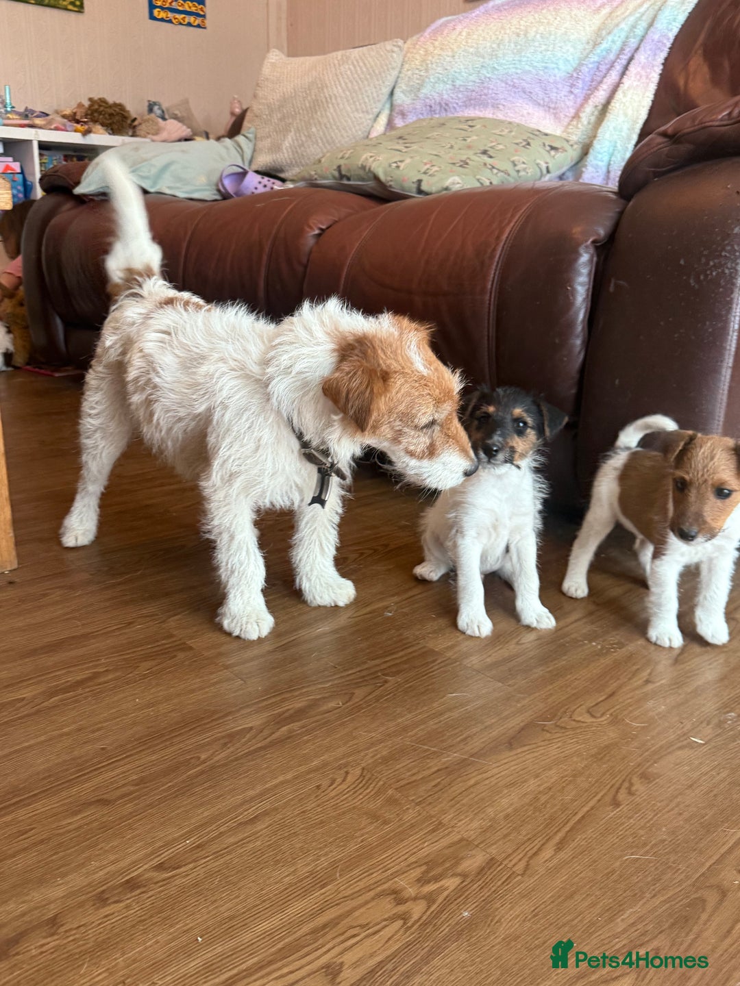 Mixed Breed dogs for sale: Rough coated Jack Russell  - Image 7