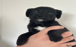 Mixed Breed dogs for sale: Jack Russel x Cockapoo Puppies - Image 4