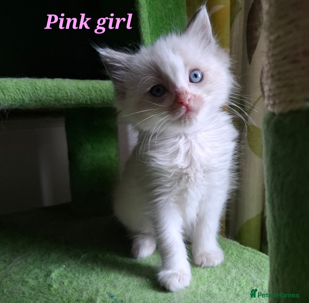 Ragdoll cats for sale: GCCF Gorgeous Pure Pedigree Ragdoll Kittens - Image 5