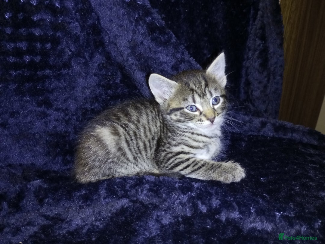 Domestic Shorthair cats for sale: Three female Domestic Shorthair - Image 2