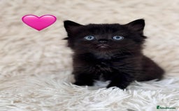 Mixed Breed cats for sale: 4 Persian x kittens  - Image 2