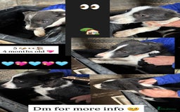 Smooth Collie dogs for sale: Collie pups for sale  - Advert 1