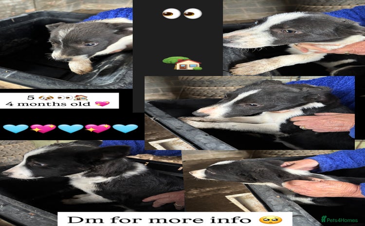 Smooth Collie dogs Collie pups for sale  - Advert 1