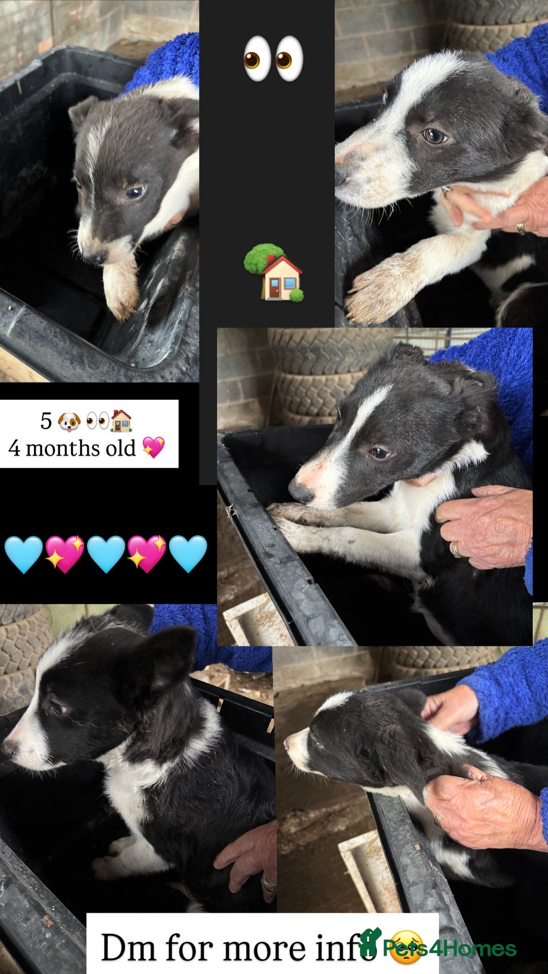 Smooth Collie dogs for sale: Collie pups for sale  - Advert 1