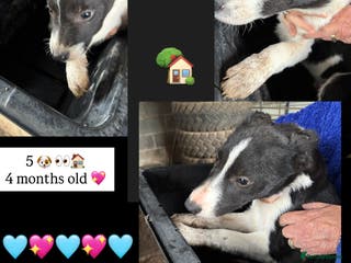 Smooth Collie dogs Collie pups for sale - Advert 2