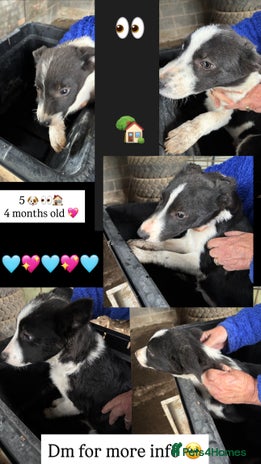 Smooth Collie dogs Collie pups for sale - Advert 1