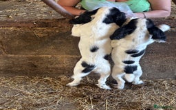 Sprocker dogs for sale: Working Sprocker puppies - Image 3