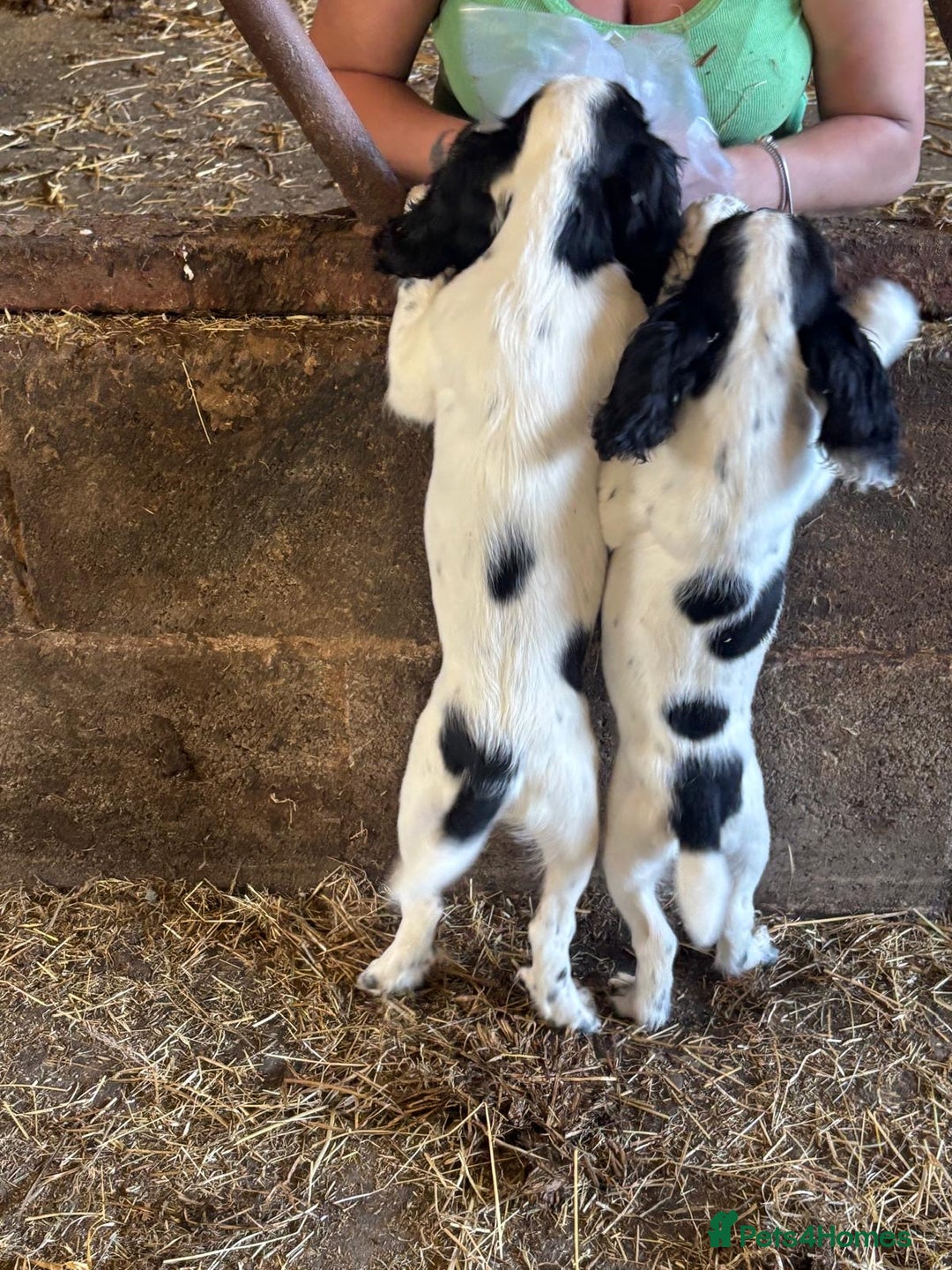Sprocker dogs for sale: Working Sprocker puppies - Image 3