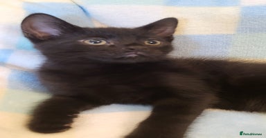 Mixed Breed cats - Advert 5