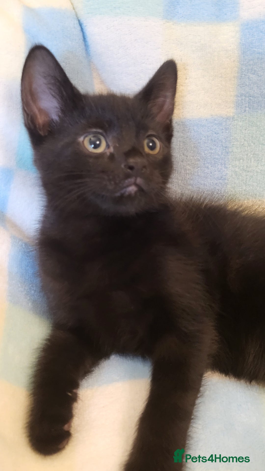 Mixed Breed cats for sale: Kittens Ready Now - Image 2