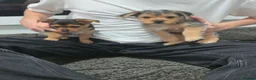 Mixed Breed dogs for sale: Jack Russell terrier  - Advert 8