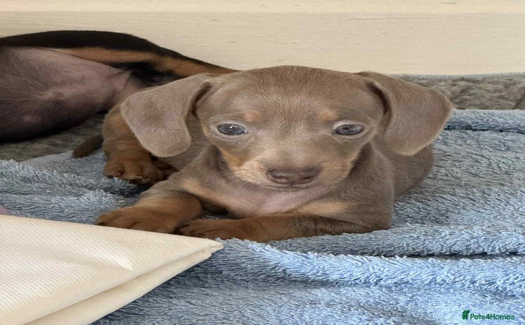 Miniature Dachshund dogs - Advert 9