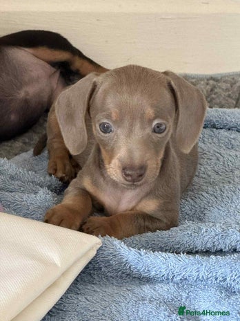 Miniature Dachshund dogs - Advert 1