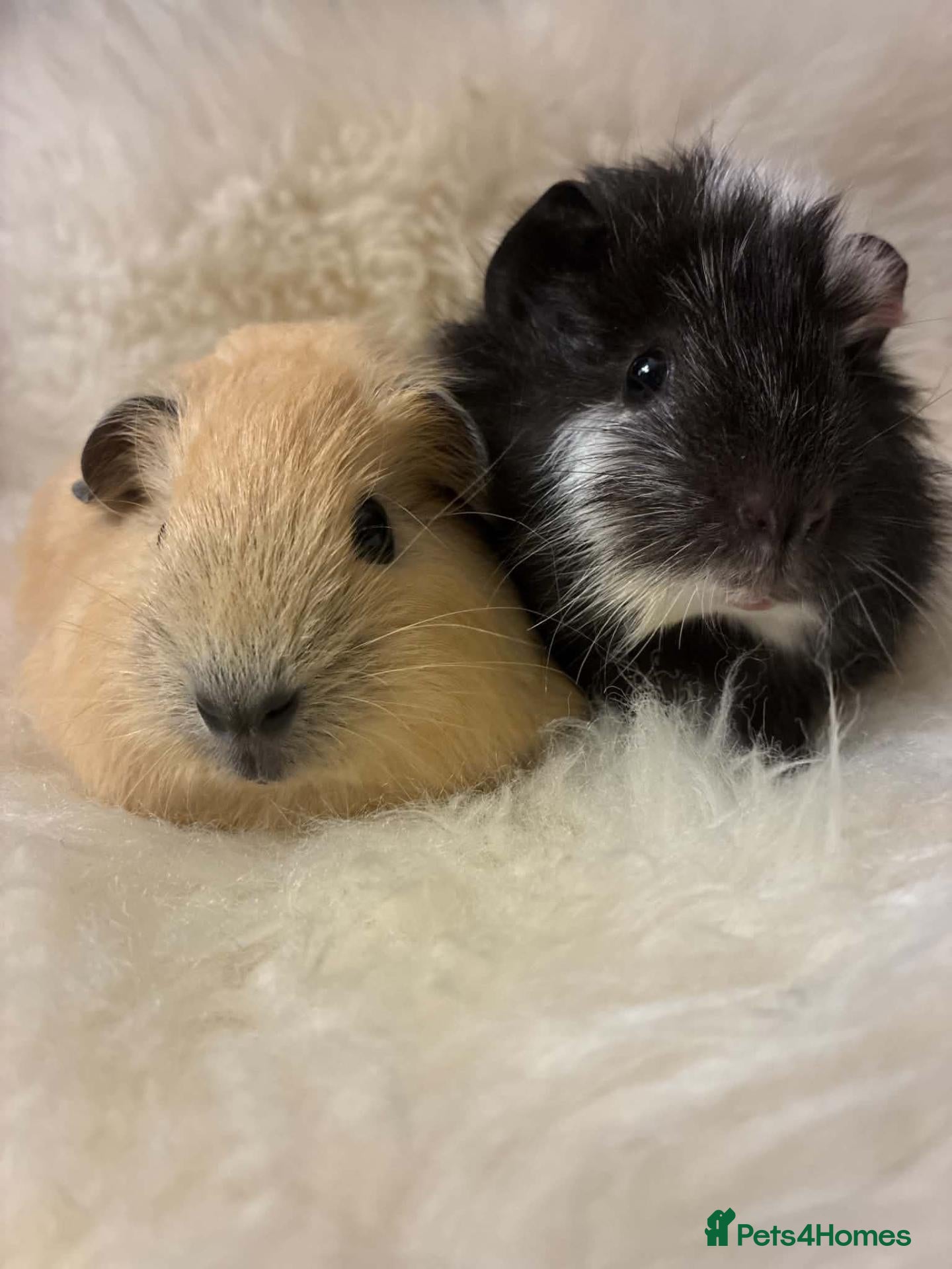 Guinea Pig rodents for sale: Baby Guinea pigs - Advert 1